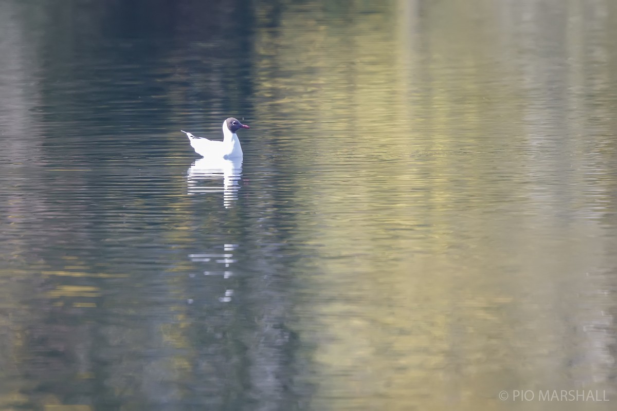 Brown-hooded Gull - ML623494400