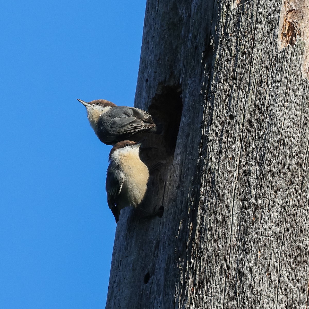 Brown-headed Nuthatch - Deborah H