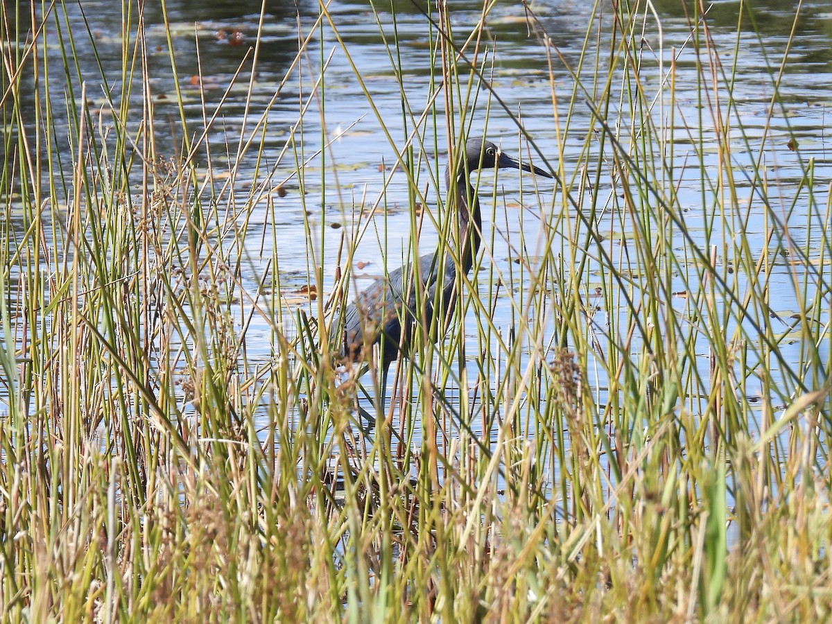 Little Blue Heron - ML623494412