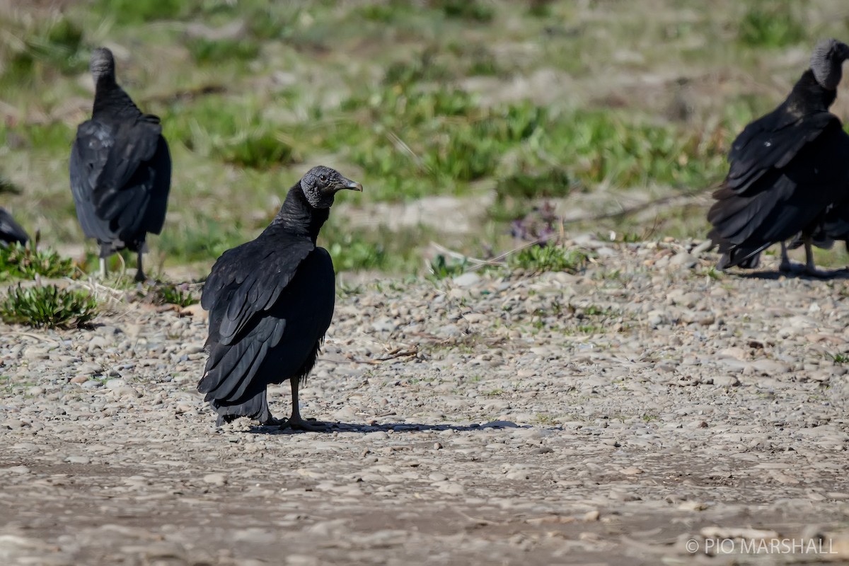 Black Vulture - ML623494420
