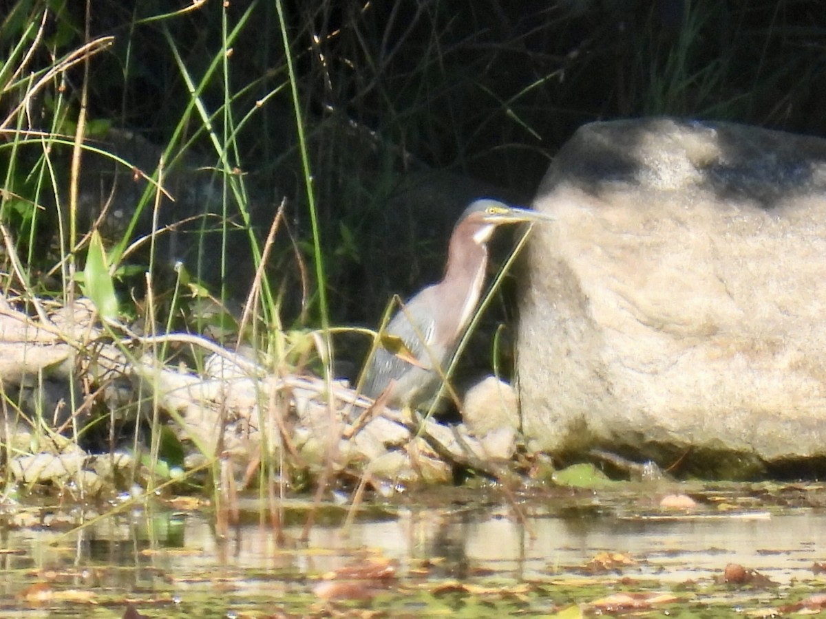 Green Heron - ML623494432