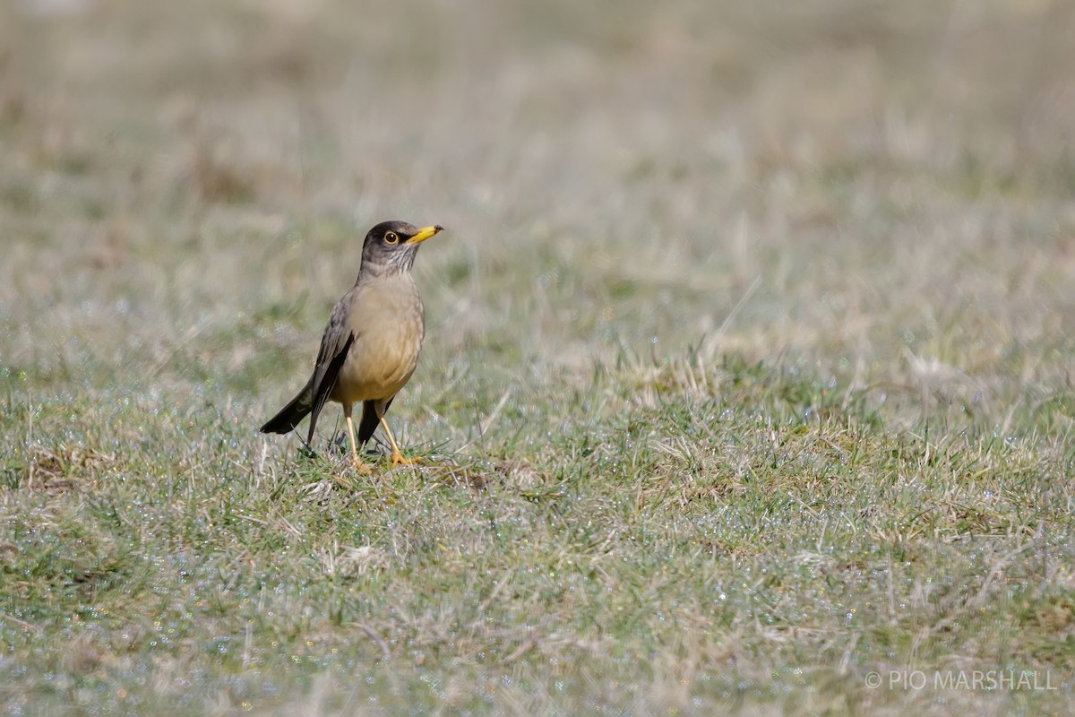 Austral Thrush - ML623494433