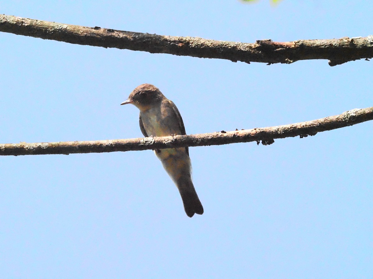 Eastern Wood-Pewee - ML623494436