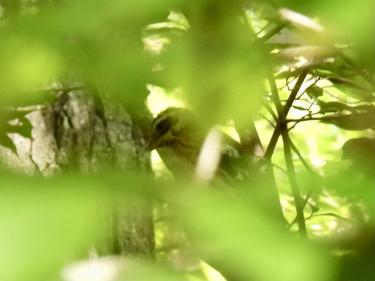 Rose-breasted Grosbeak - ML623494478