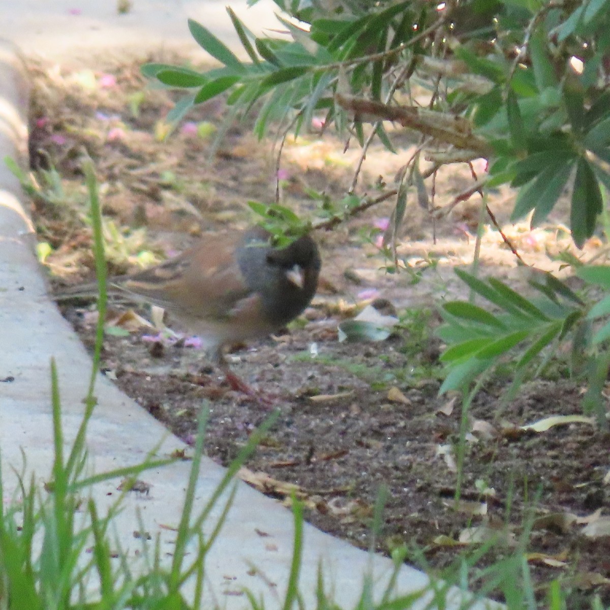 Dark-eyed Junco - ML623494485