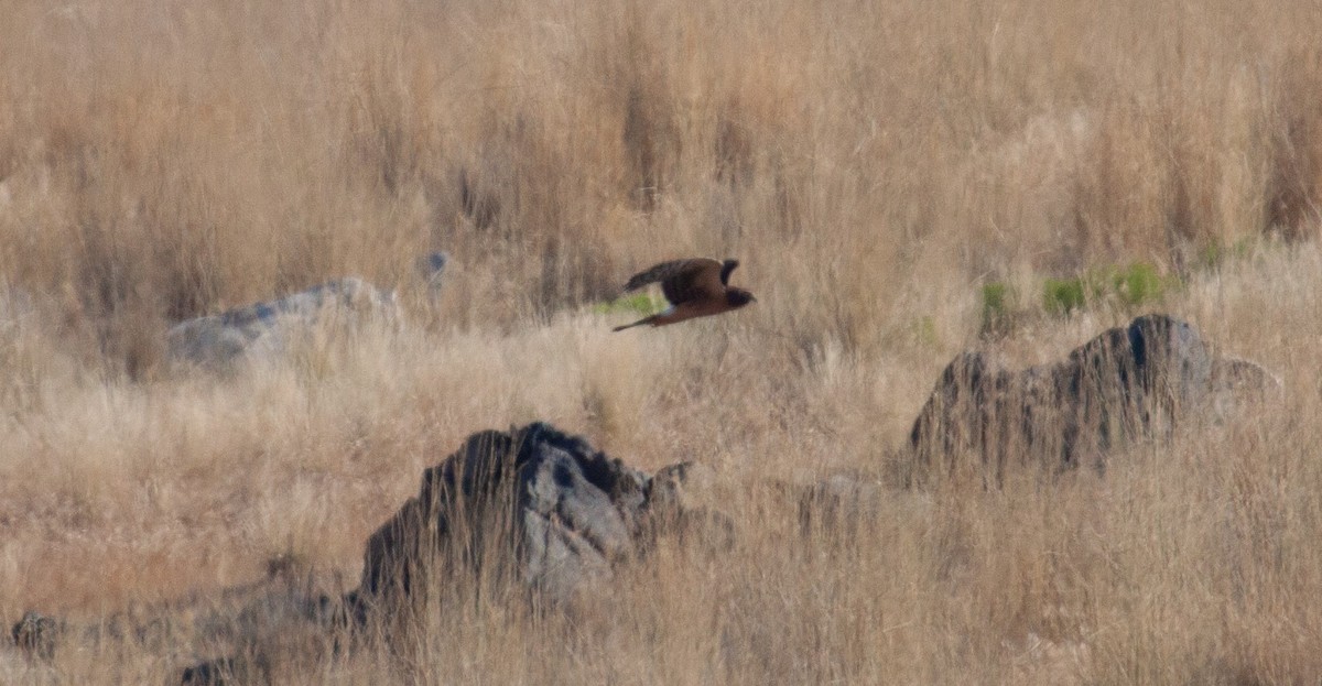 Northern Harrier - ML623494489