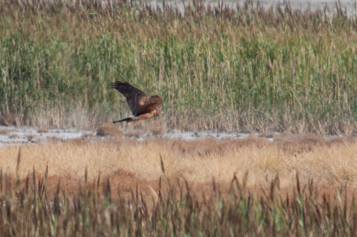 Northern Harrier - ML623494490