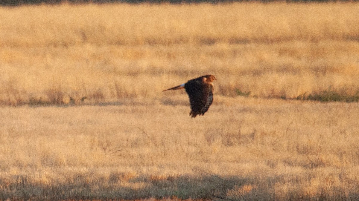 Northern Harrier - ML623494491