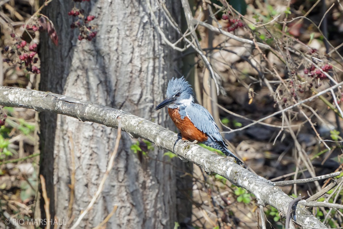 Ringed Kingfisher - ML623494498