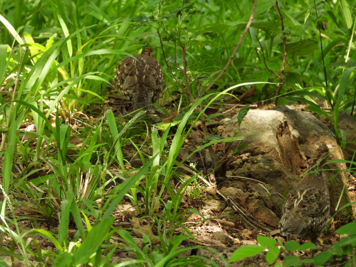 Spot-bellied Bobwhite - ML623494516