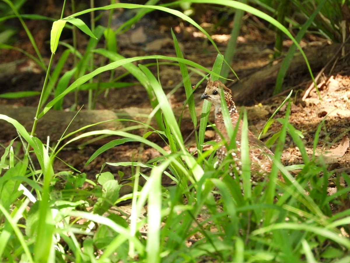 Spot-bellied Bobwhite - ML623494517