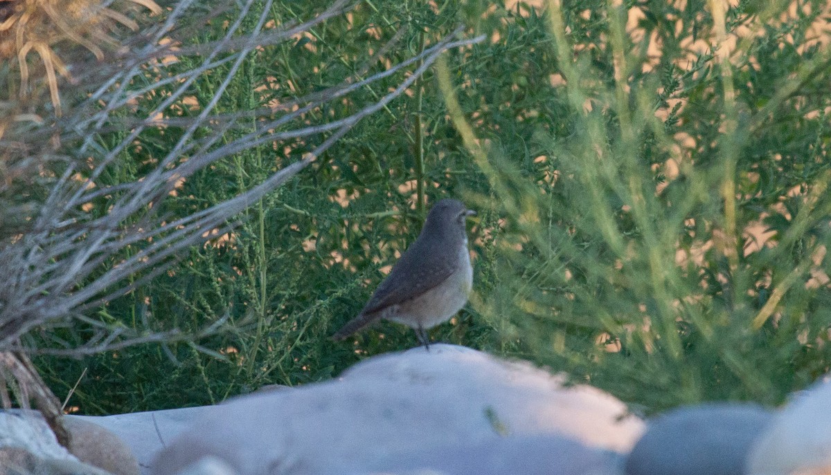 Rock Wren - ML623494539