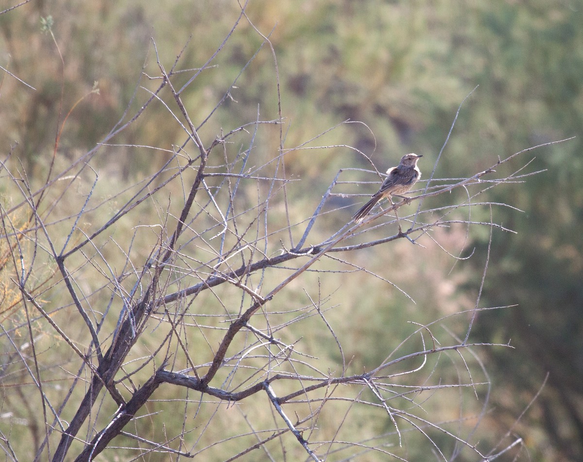 Sage Thrasher - ML623494548