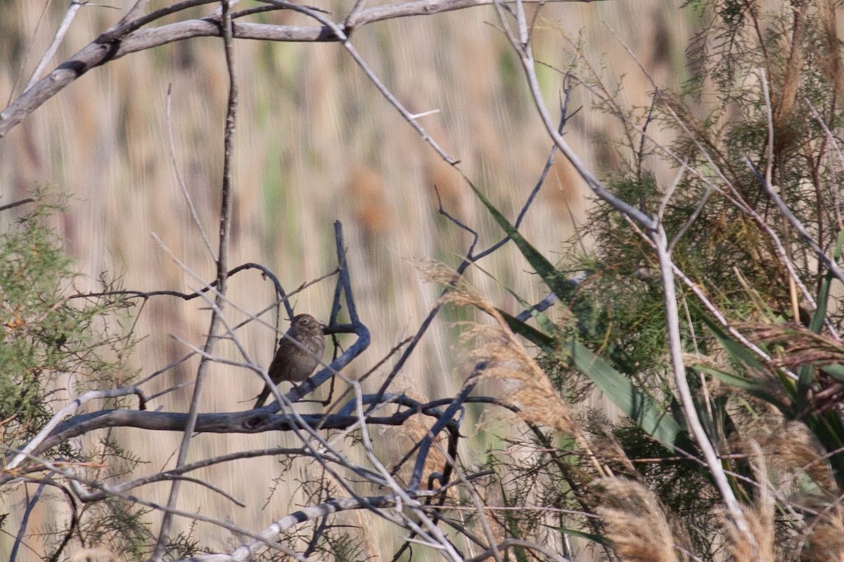 Vesper Sparrow - ML623494551