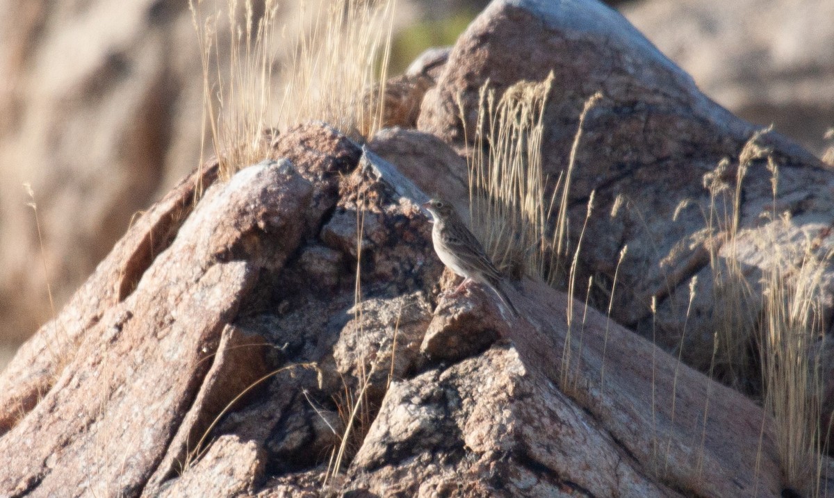 Vesper Sparrow - ML623494552