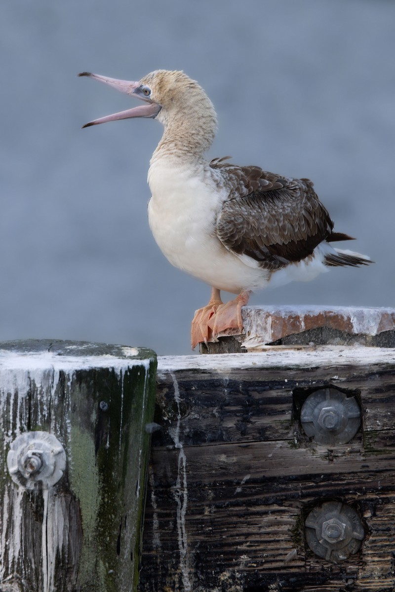 Red-footed Booby - ML623494557