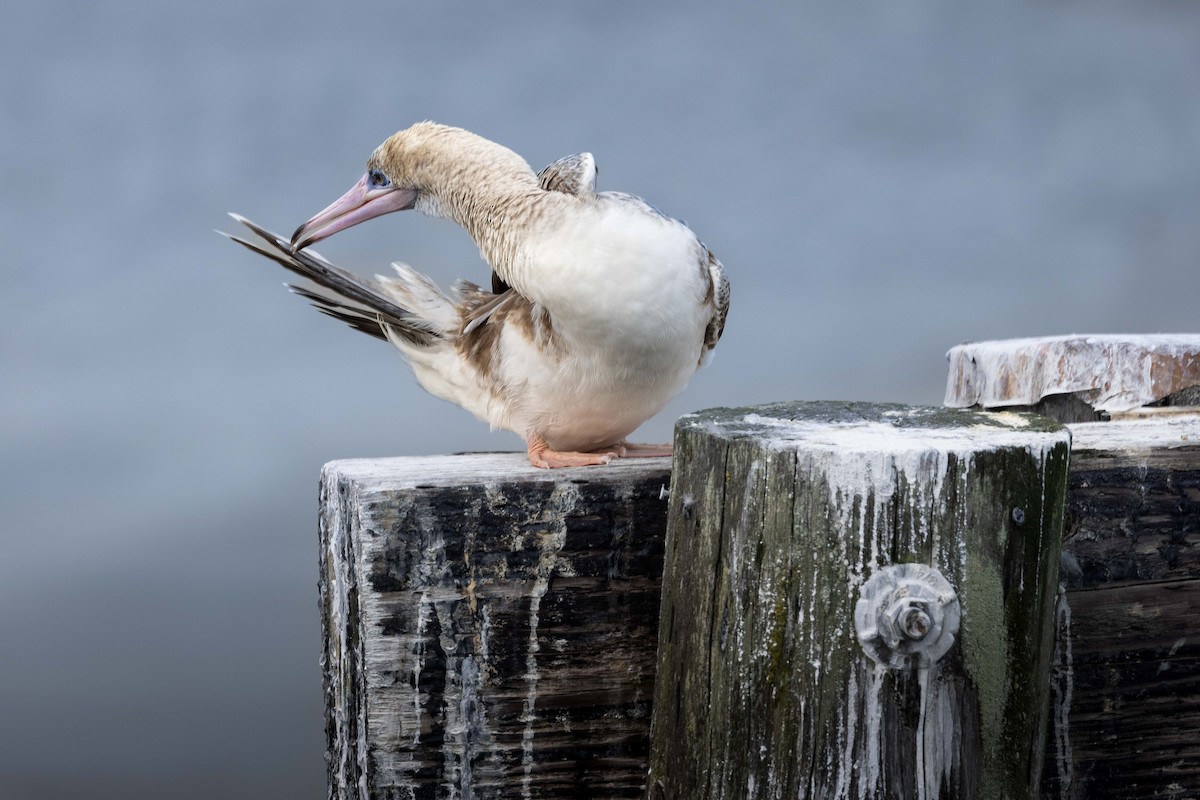 Red-footed Booby - ML623494558