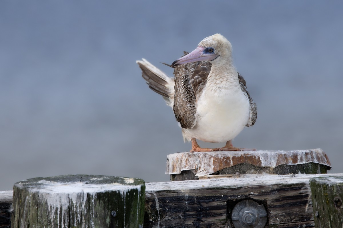 Red-footed Booby - ML623494559