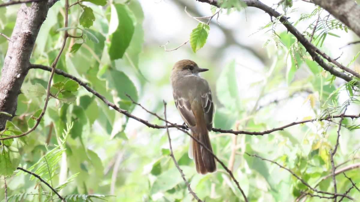 Nutting's Flycatcher - ML623494693