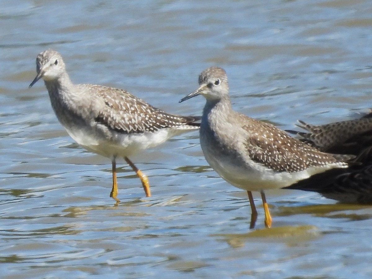 Lesser Yellowlegs - ML623494718