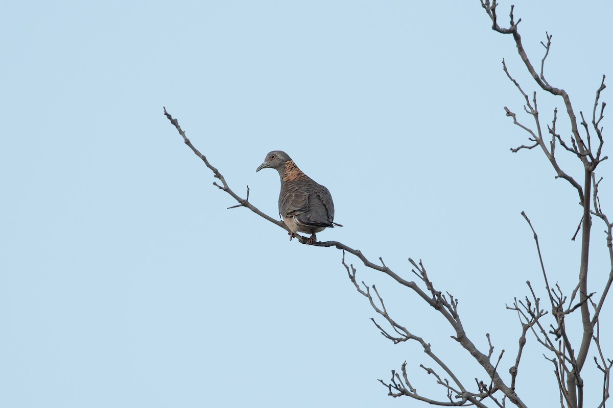 Bar-shouldered Dove - Anonymous