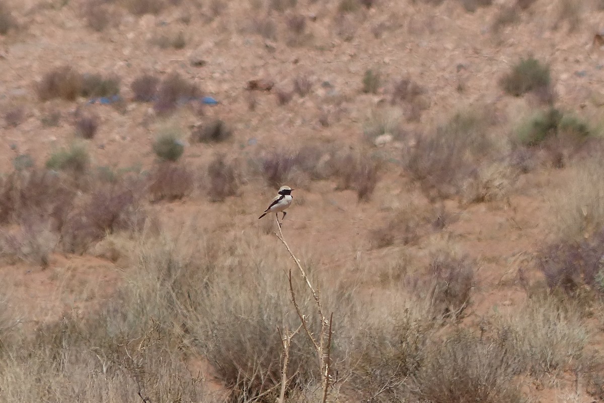 Desert Wheatear - Hubert Stelmach