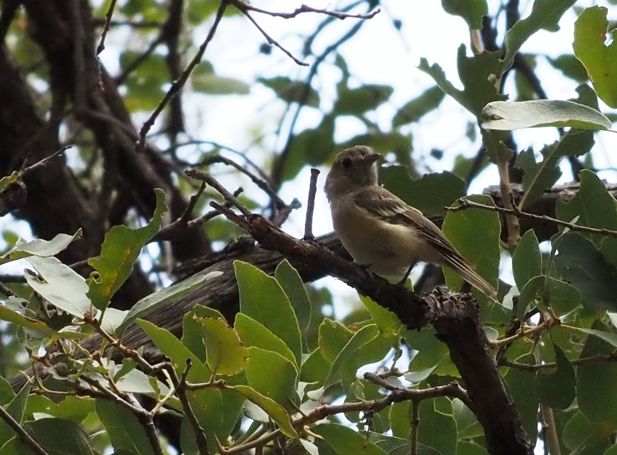 Hutton's Vireo - ML623494792