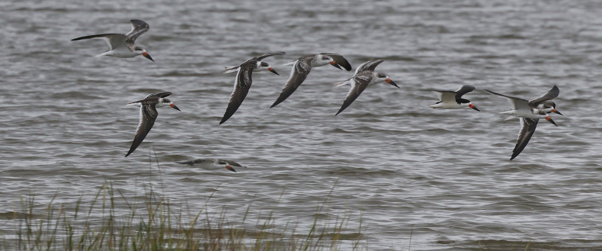 Black Skimmer - ML623494809