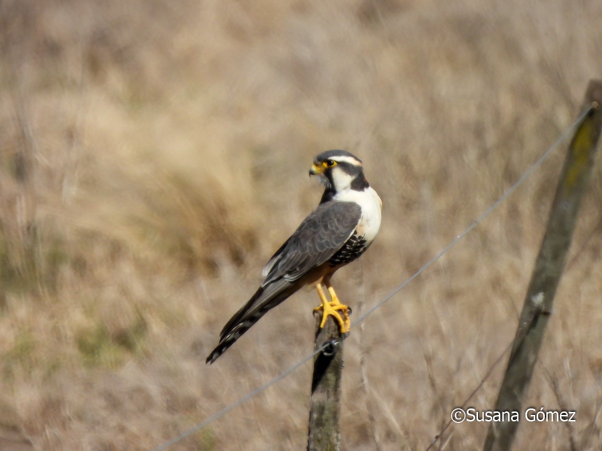 Aplomado Falcon - ML623494810