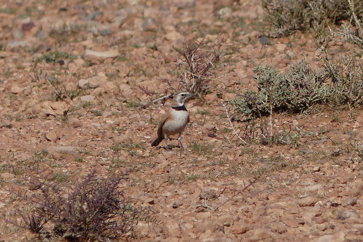 Temminck's Lark - ML623494816