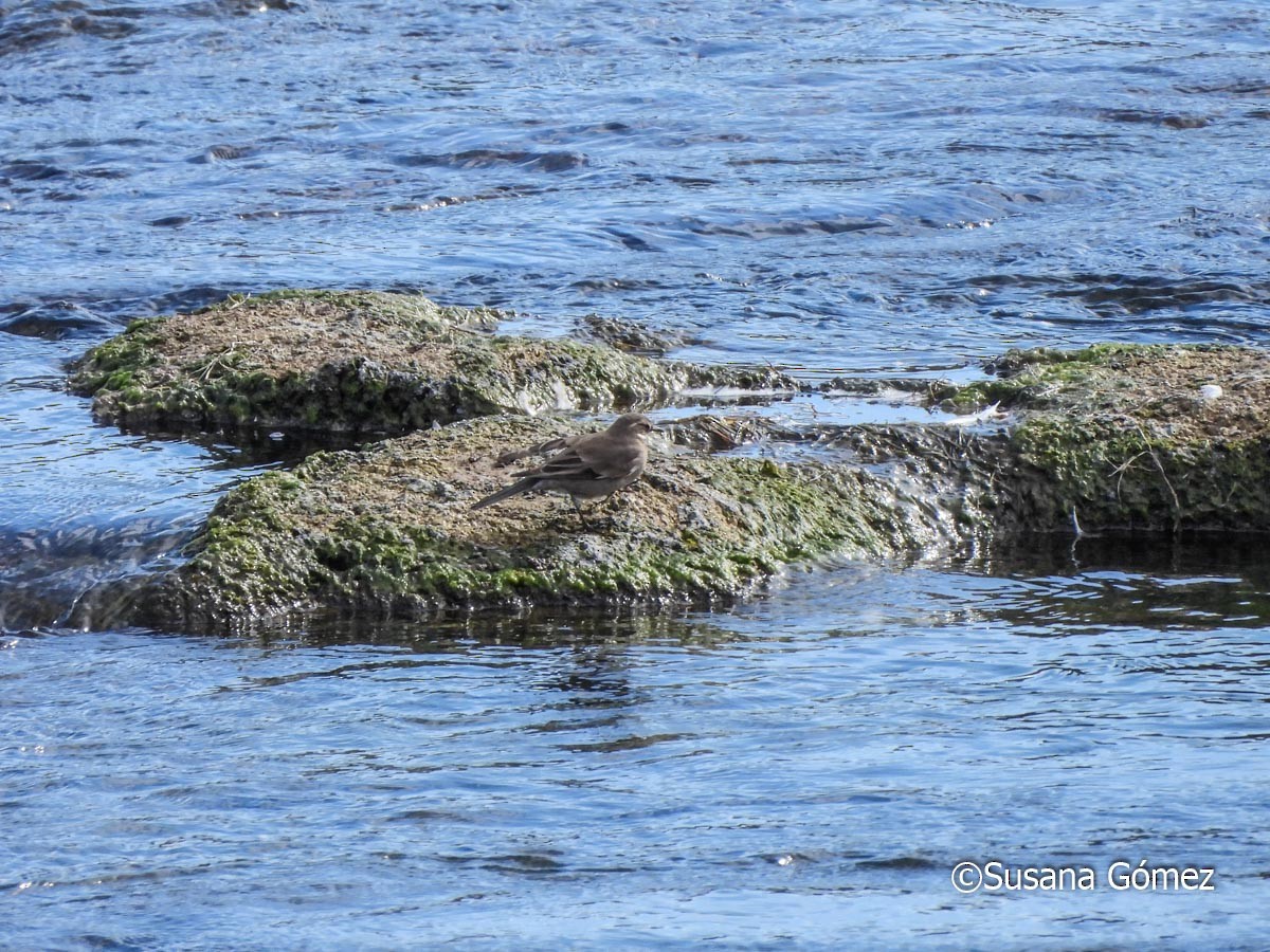 Buff-winged Cinclodes - ML623494845