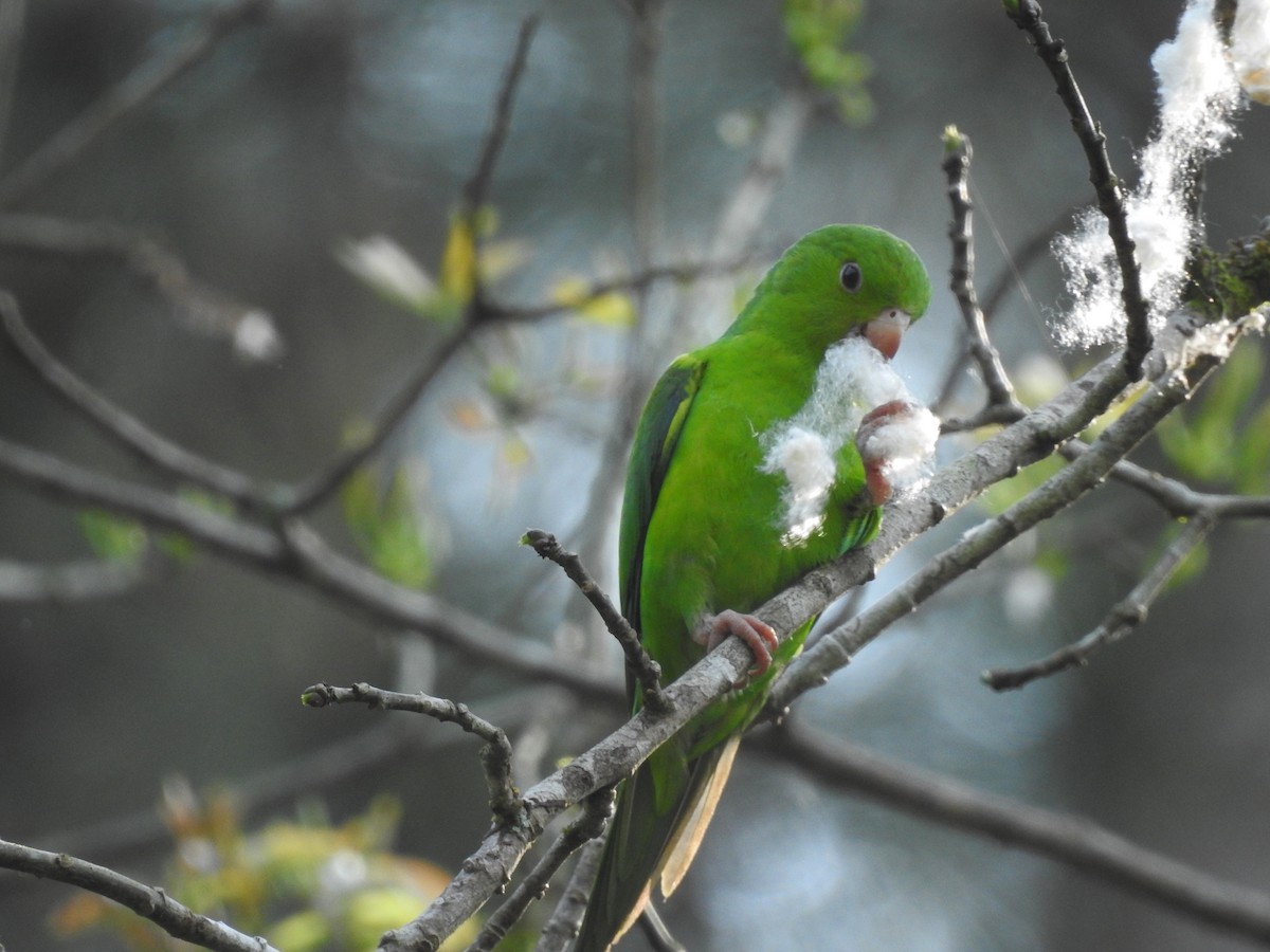 Plain Parakeet - ML623494867