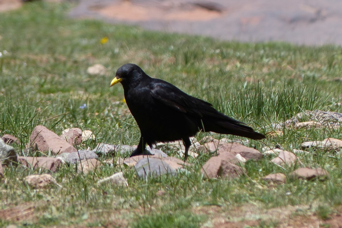 Yellow-billed Chough - Hubert Stelmach