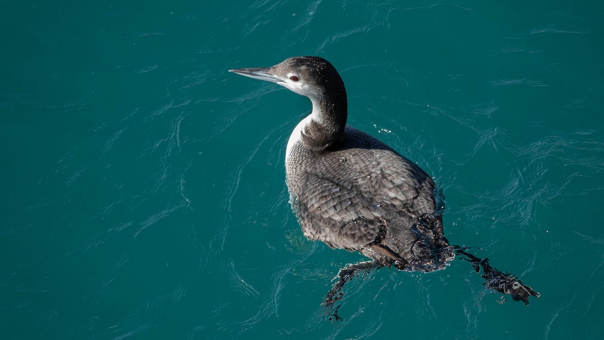 Common Loon - ML623494883