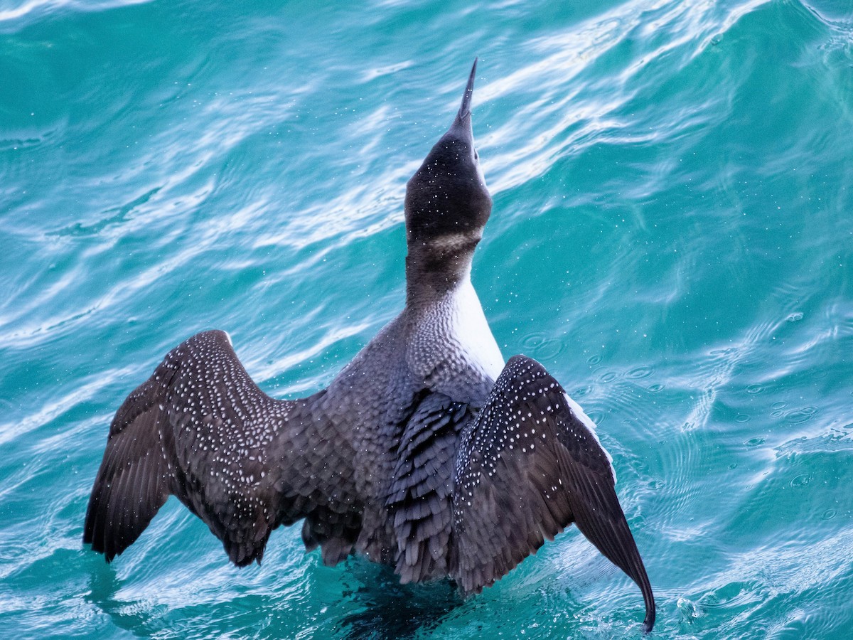 Common Loon - ML623494884