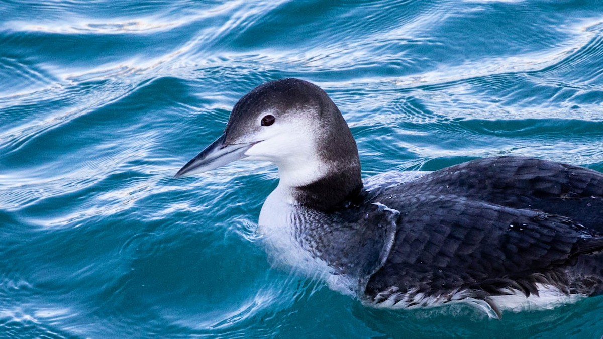 Common Loon - ML623494891