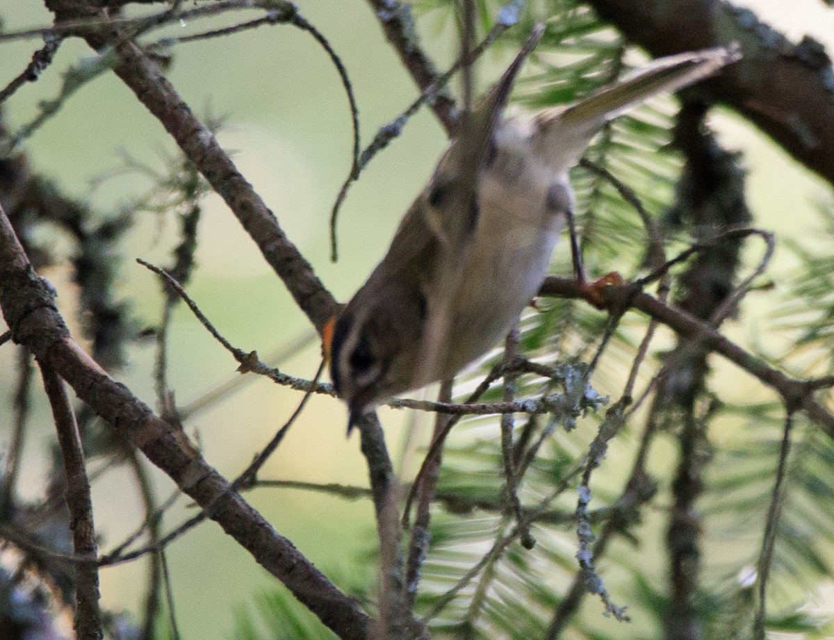 Golden-crowned Kinglet - Garrett Hoffmaster