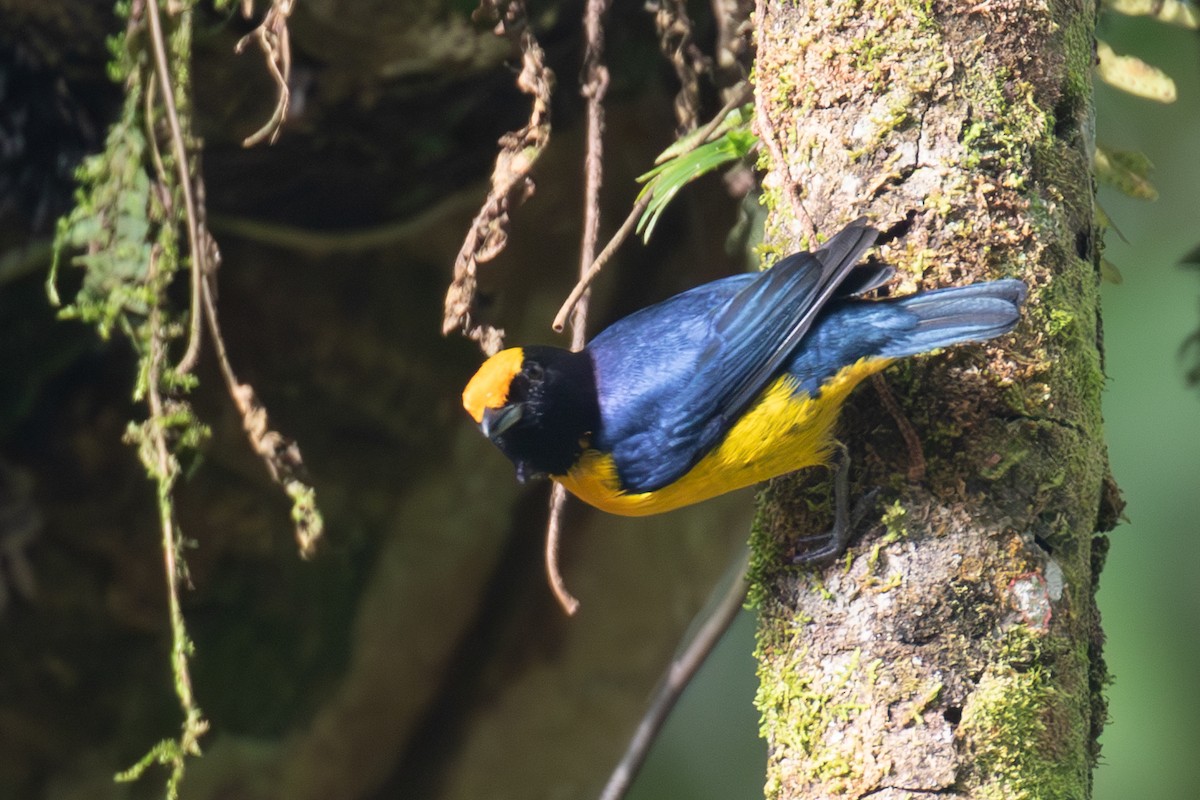 Thick-billed Euphonia - ML623494907