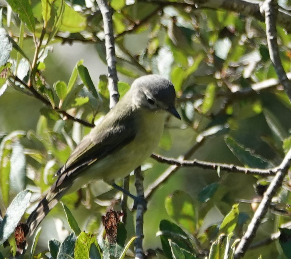 Warbling Vireo - ML623494912