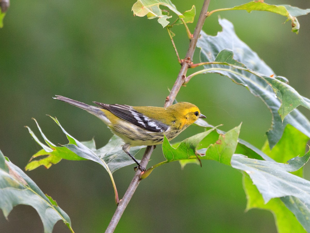 Black-throated Green Warbler - ML623494936