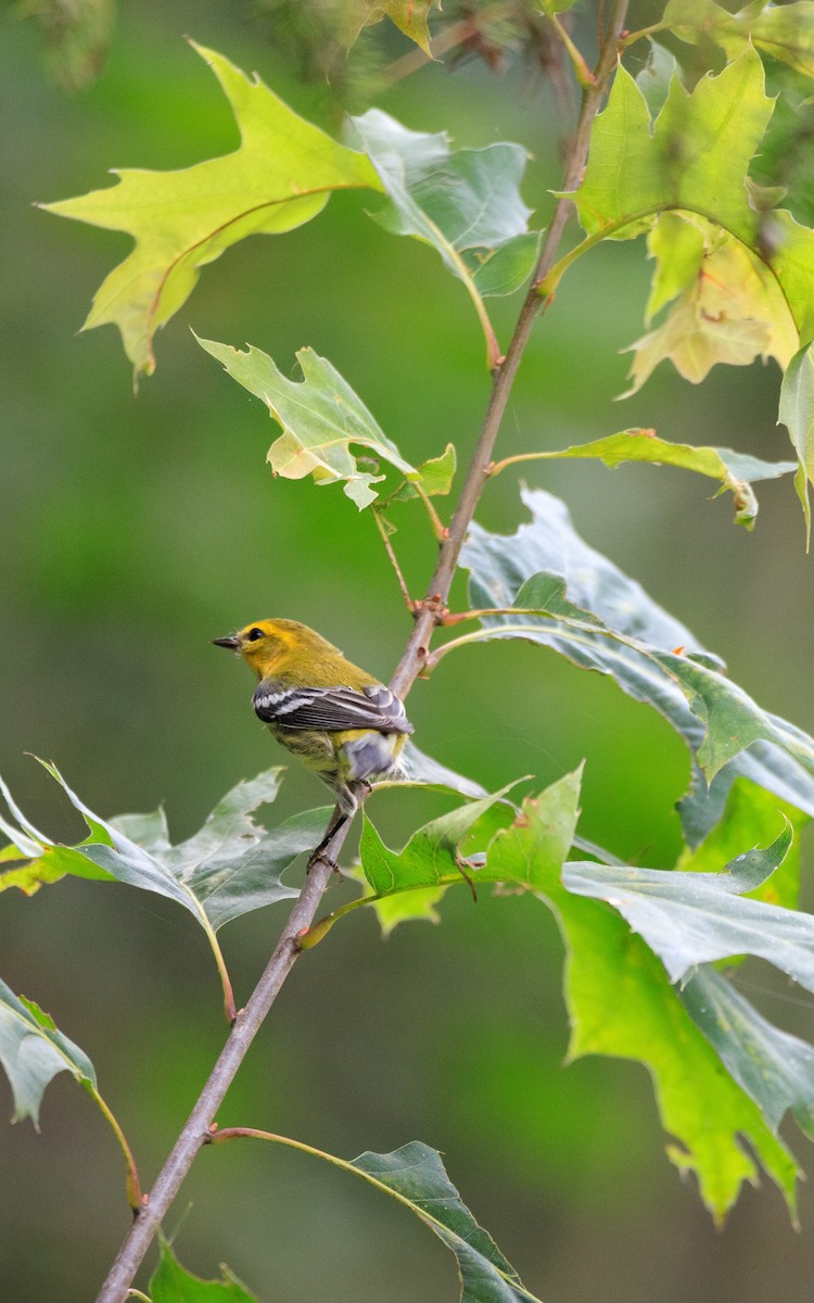 Black-throated Green Warbler - ML623494940