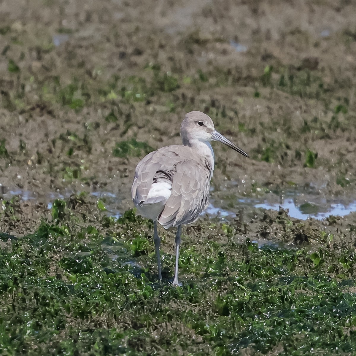 Chevalier semipalmé (inornata) - ML623494979