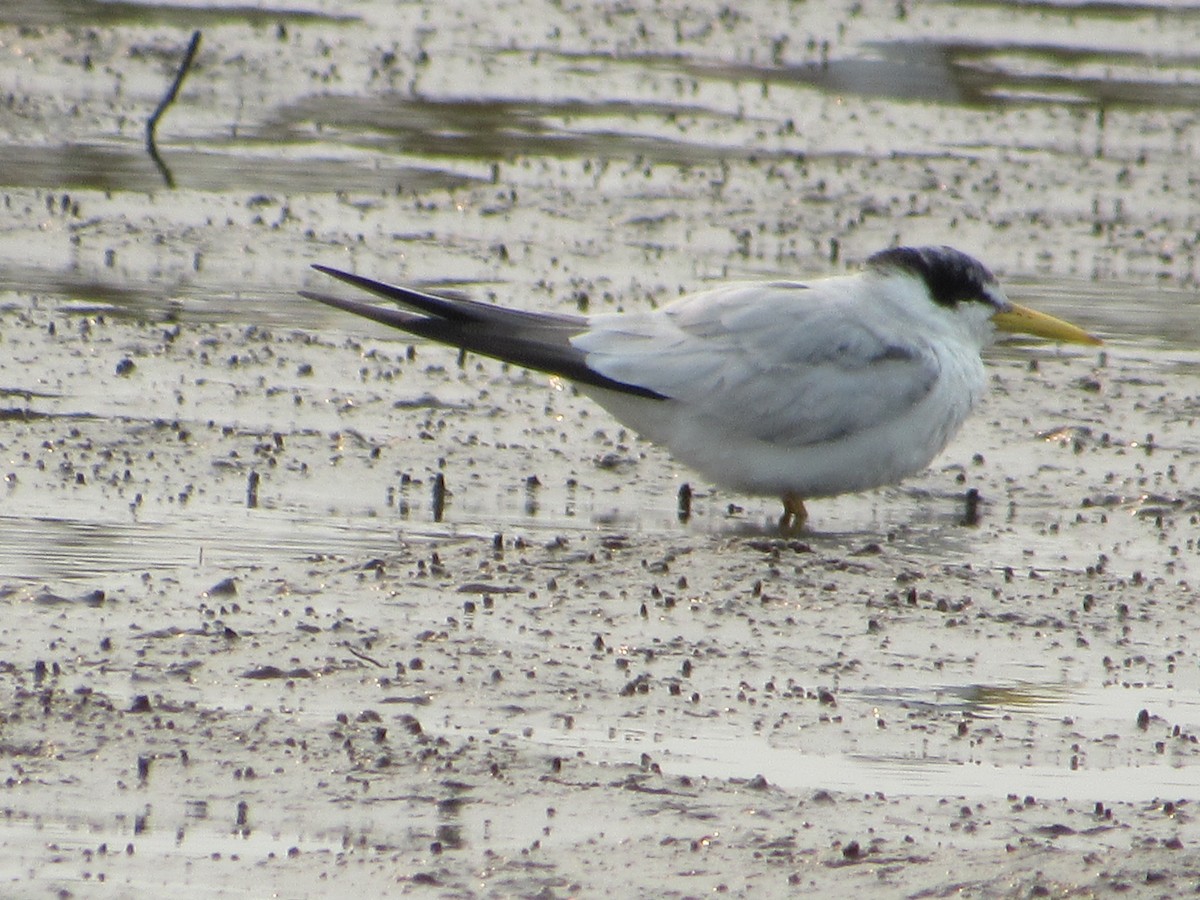 Yellow-billed Tern - ML623495075