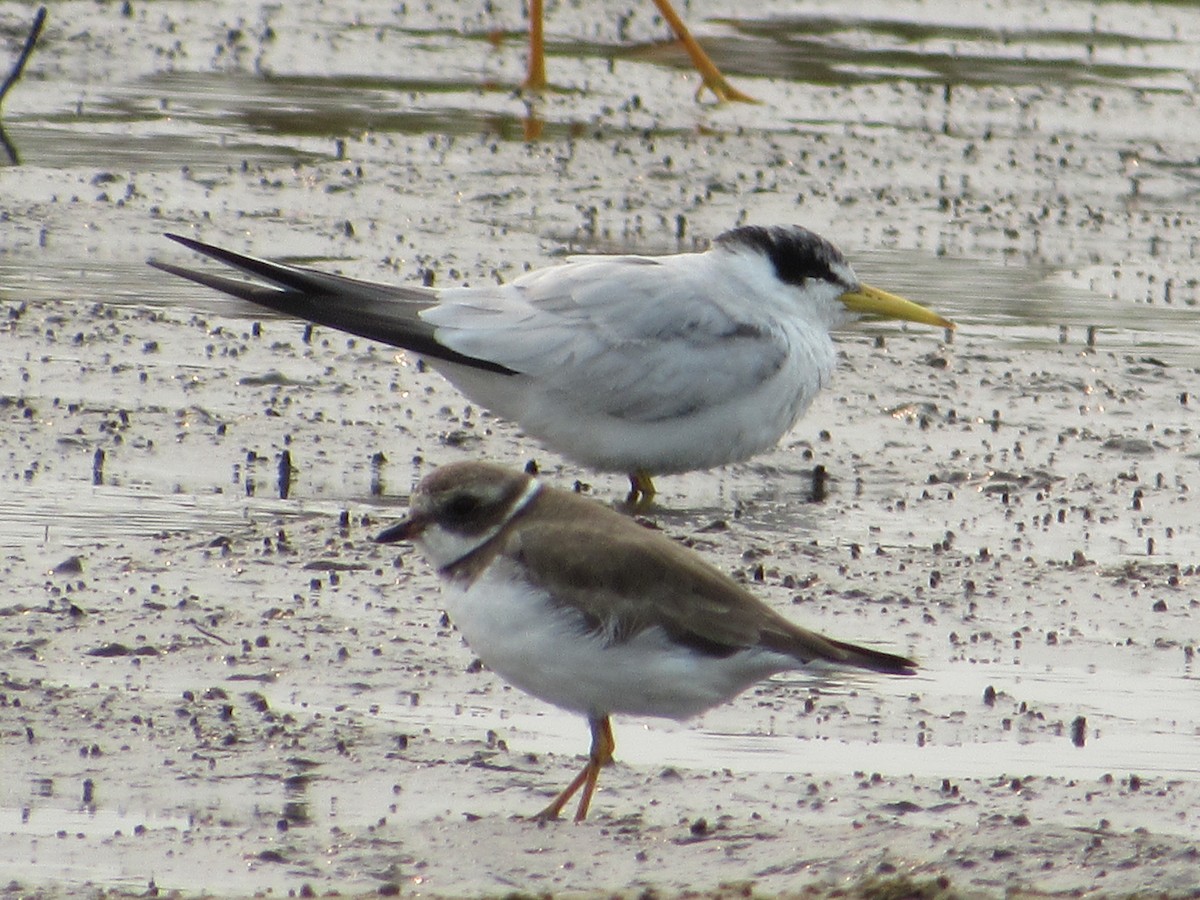 Yellow-billed Tern - Ricardo Lau