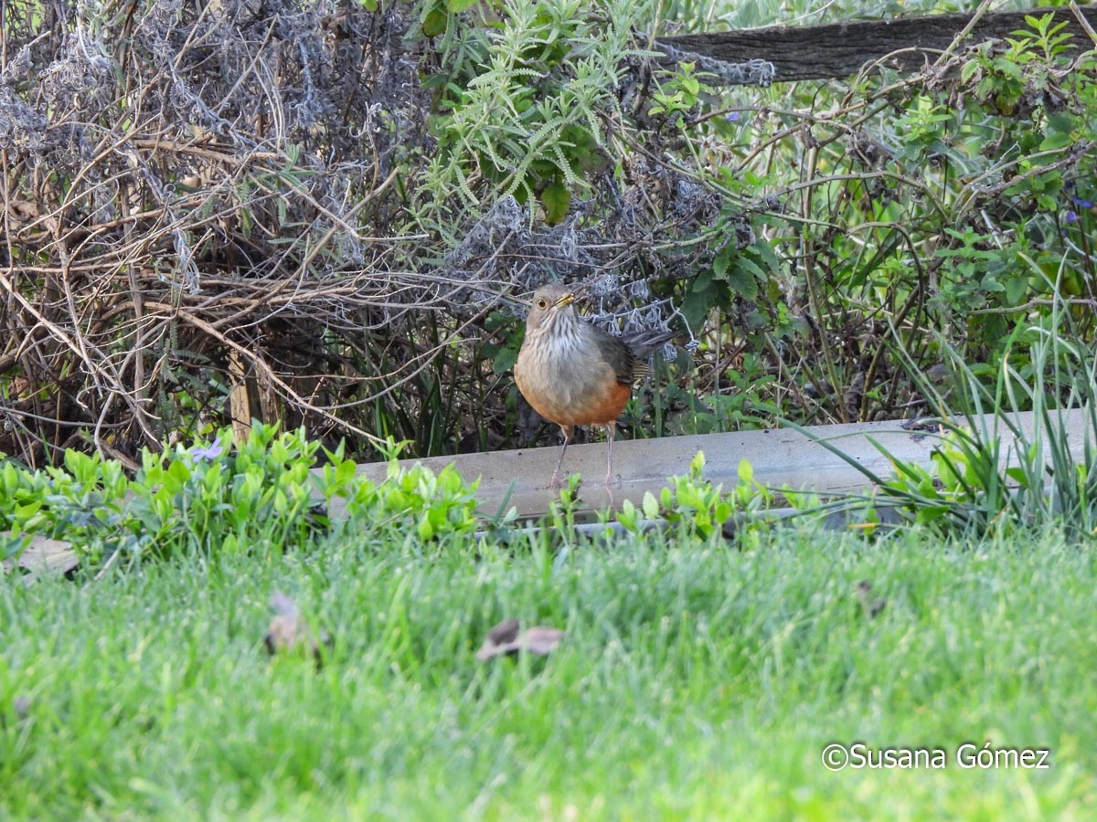 Rufous-bellied Thrush - ML623495081