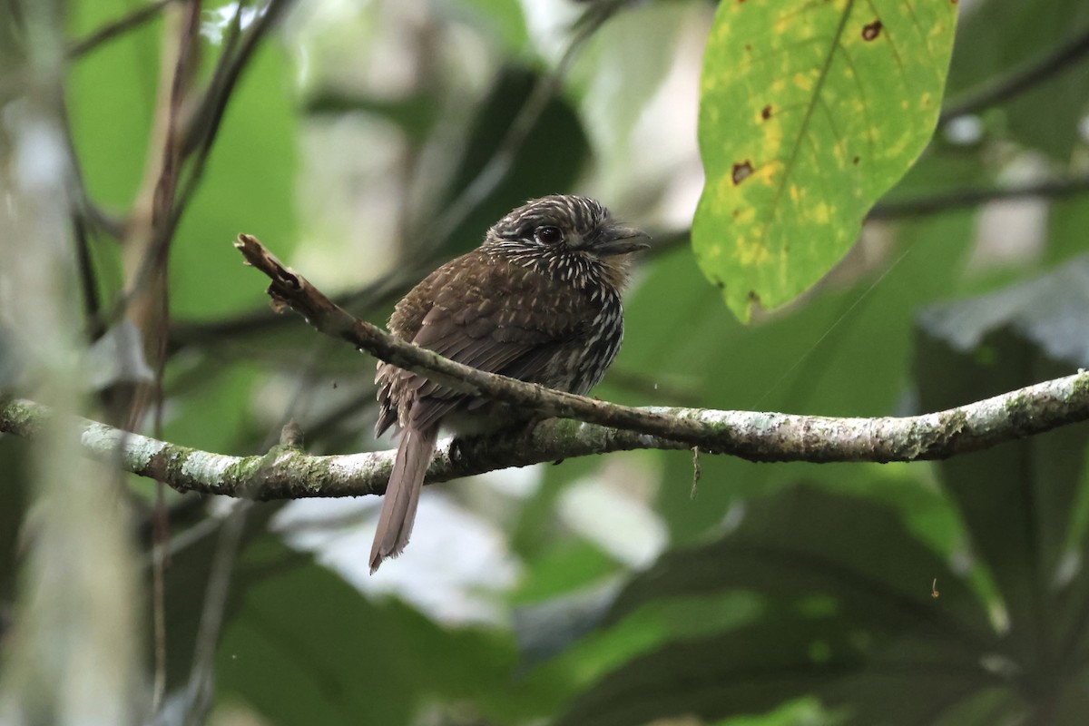 Black-streaked Puffbird - ML623495090