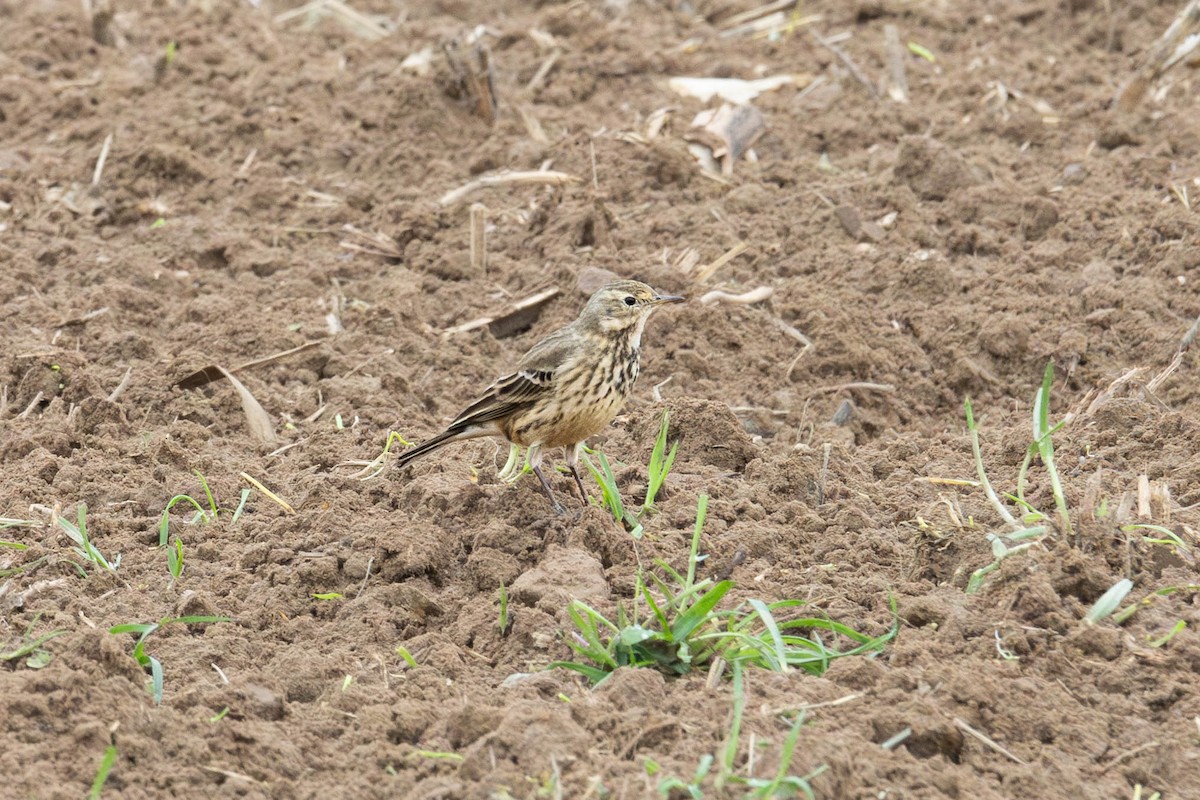 American Pipit - ML623495103