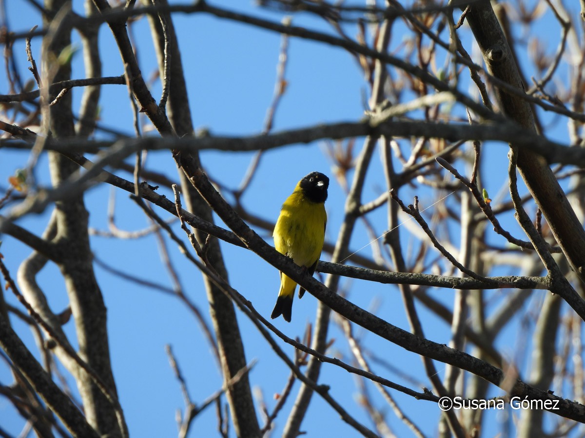 Hooded Siskin - ML623495107