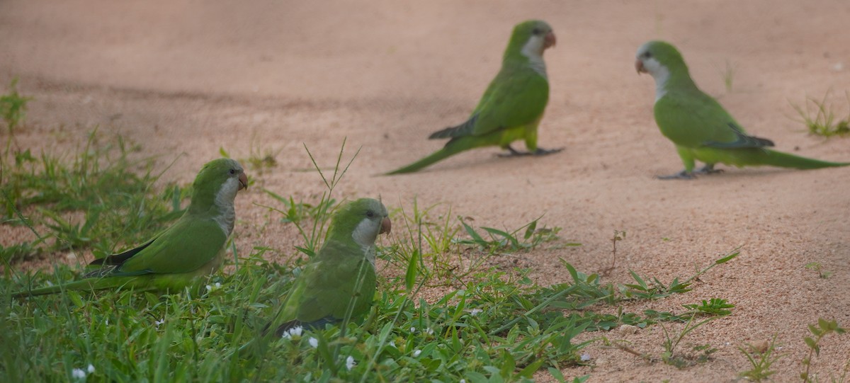 Monk Parakeet - ML623495112