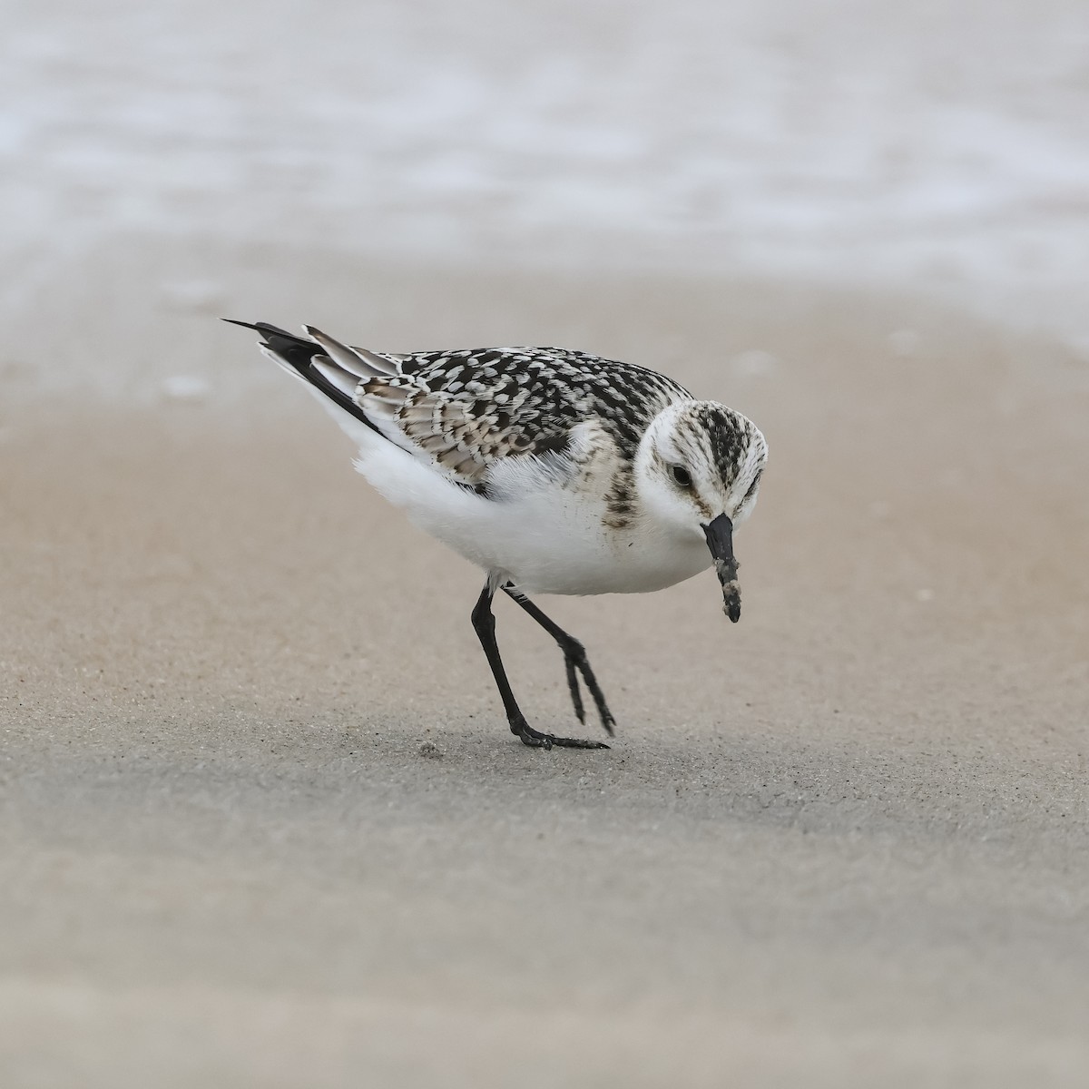 Bécasseau sanderling - ML623495119